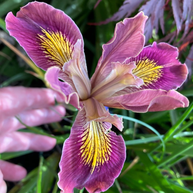 plant image 1663437 plant image 1663437