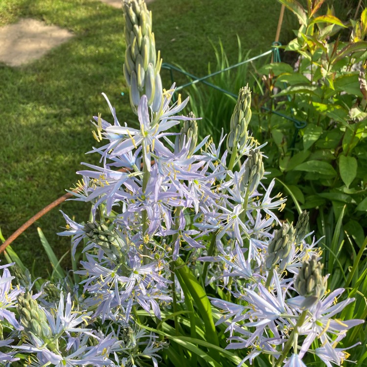 plant image 1664236