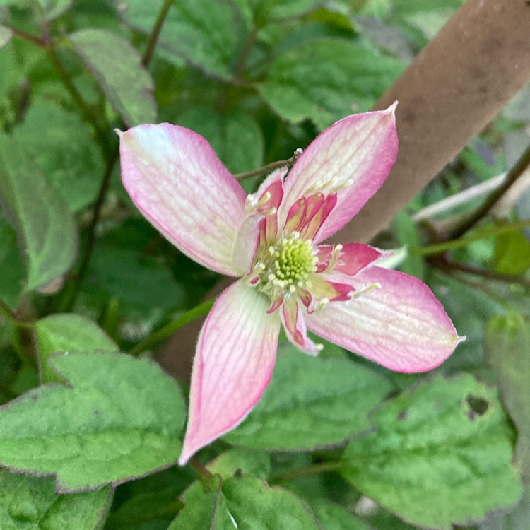 plant image 1665630 plant image 1665630