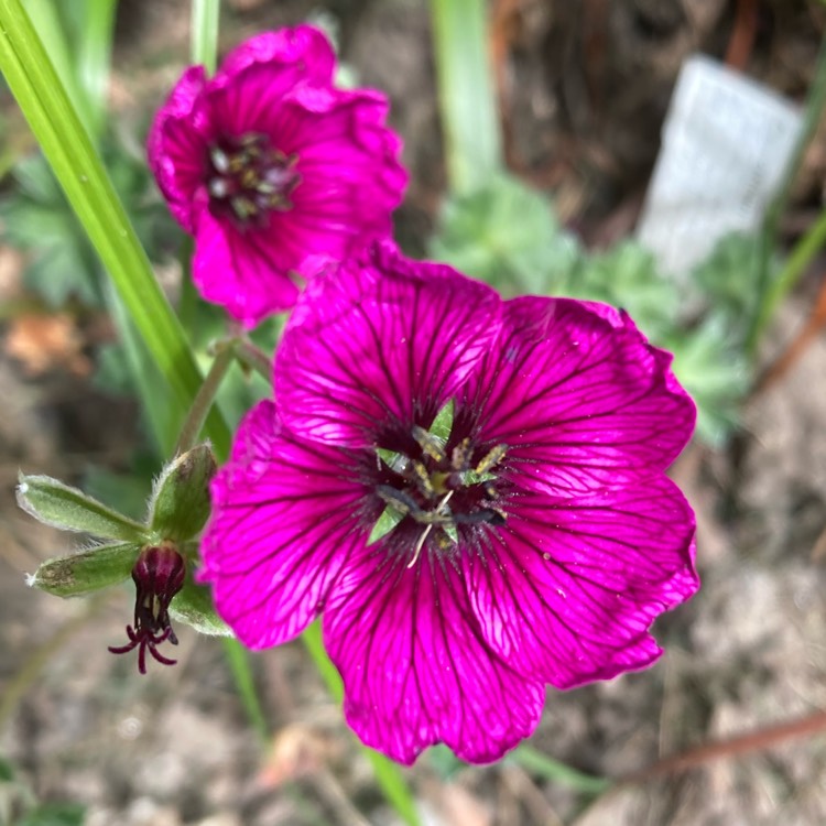 Plant image Geranium (Cinereum Group) 'Jolly Jewel Purple' ('Noortpur')