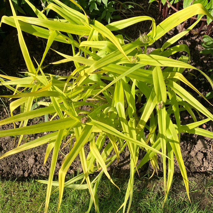 plant image 1667062