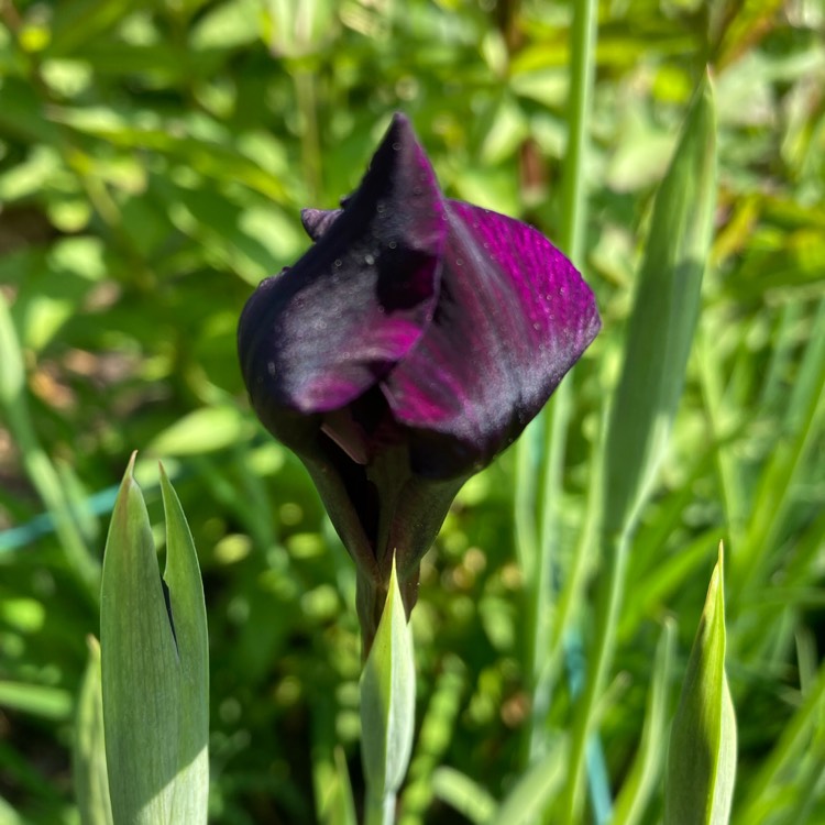 plant image 1667129 plant image 1667129