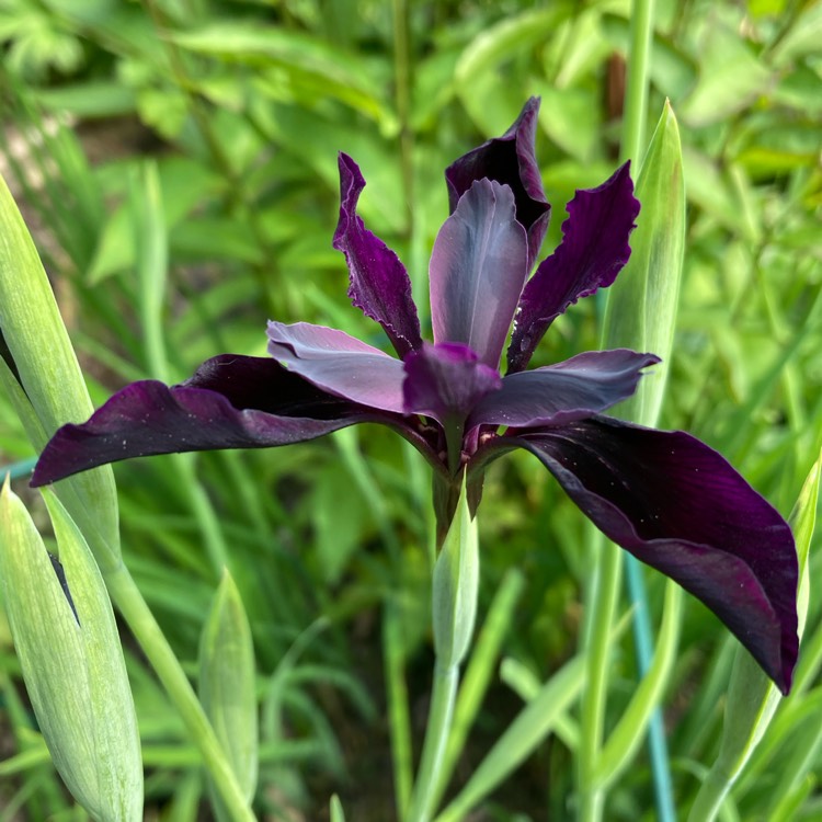 plant image 1667134 plant image 1667134