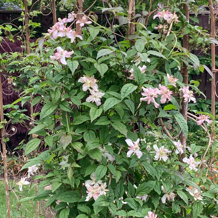plant image 1668260 plant image 1668260
