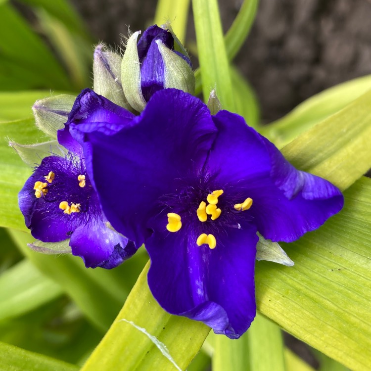 plant image 1669096