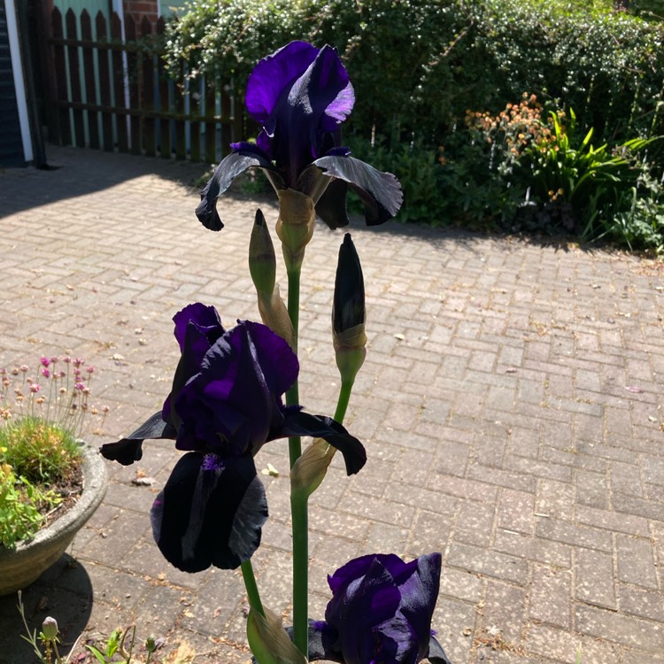 plant image 1669537 plant image 1669537
