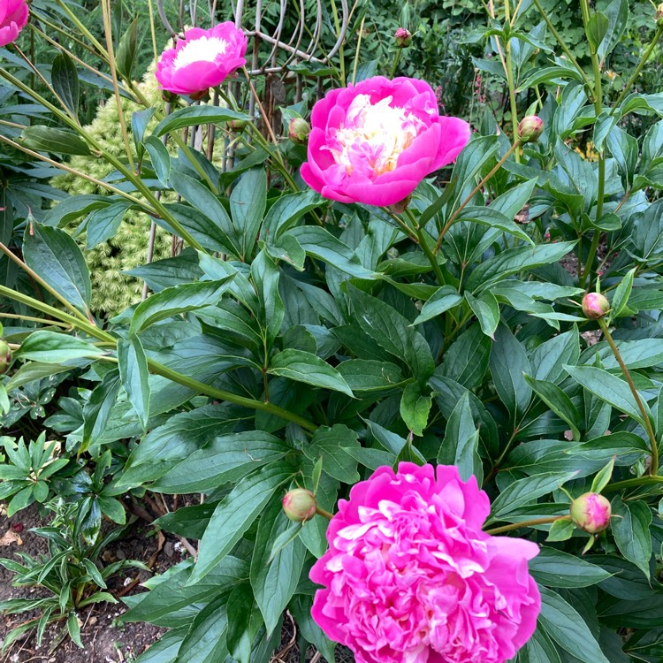 plant image 1671346 plant image 1671346