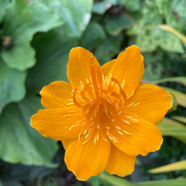 plant image 1671356 plant image 1671356