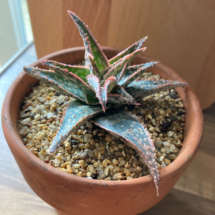 Plant image Aloe 'Christmas Carol'