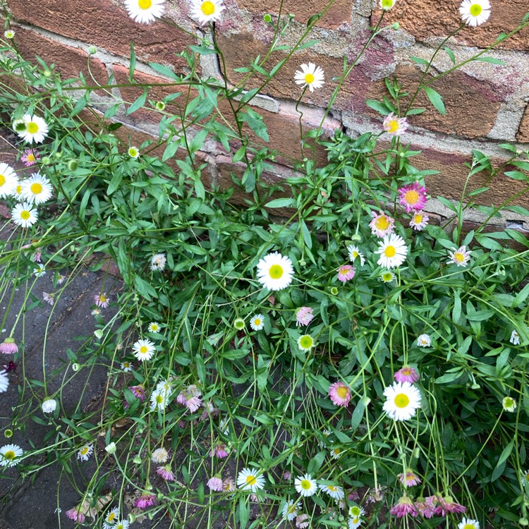 plant image 1673049