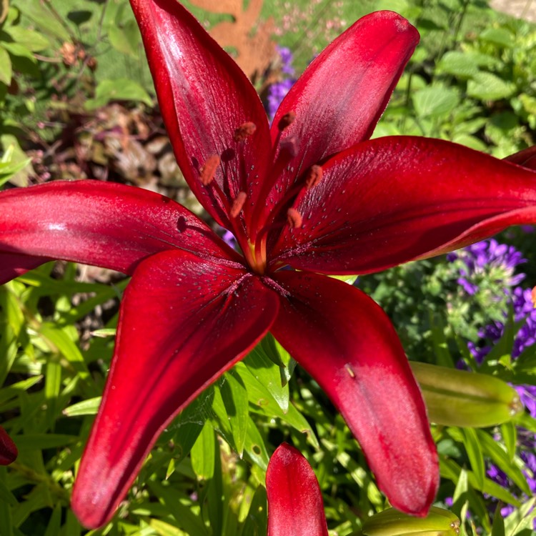 plant image 1675129 plant image 1675129