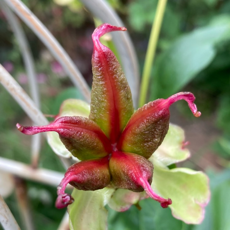 plant image 1676290 plant image 1676290