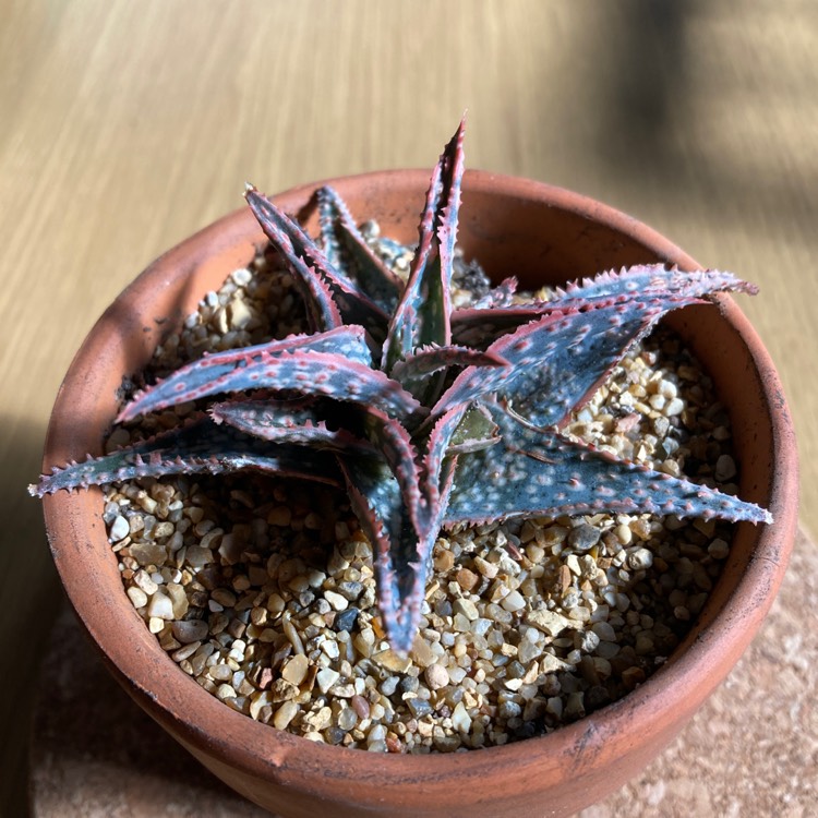 plant image 1677307
