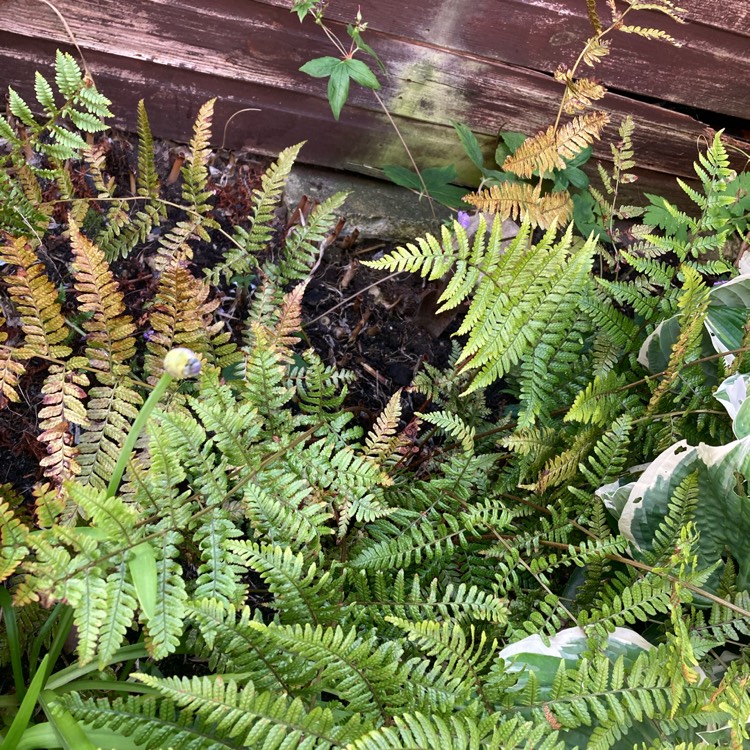 Plant image Dryopteris Erythrosora var. 'Prolifica'