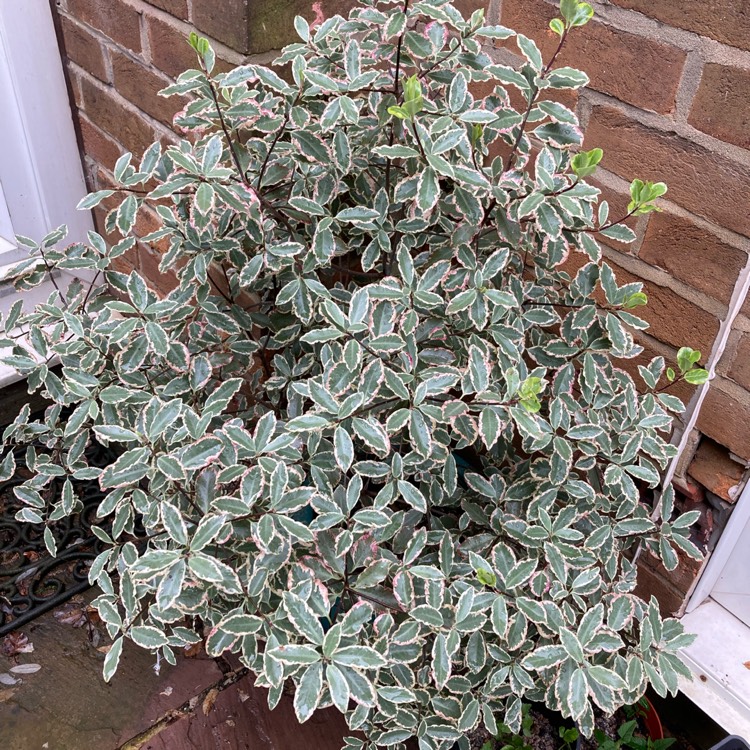 Plant image Pittosporum tobira 'Variegatum'