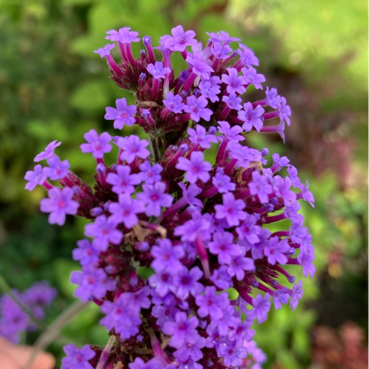 plant image 1684273 plant image 1684273
