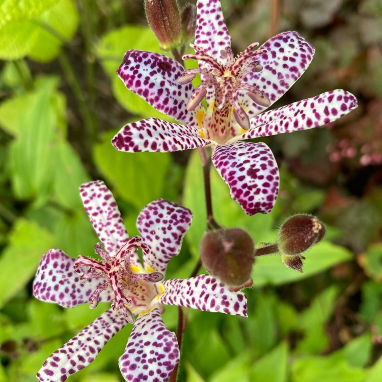 plant image 1685535