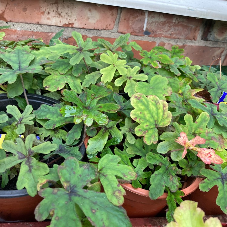 plant image 1692447 plant image 1692447