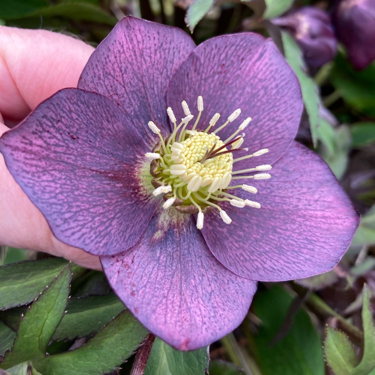 plant image 1698690 plant image 1698690
