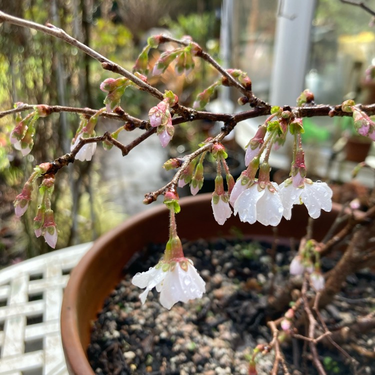 plant image 1700831 plant image 1700831