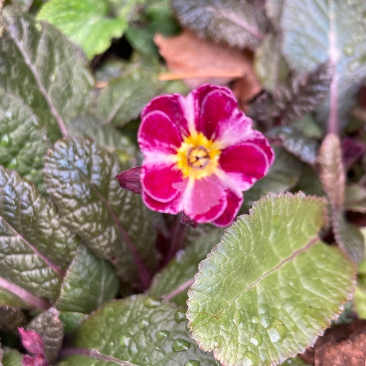 plant image 1701059