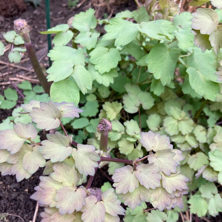 plant image 1701253 plant image 1701253