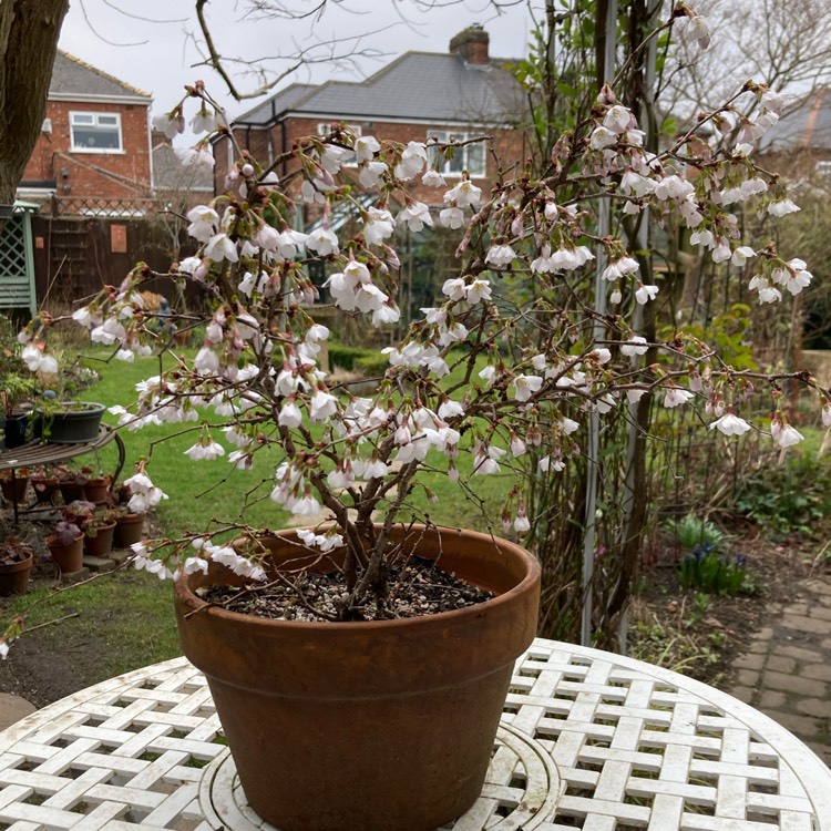 plant image 1701309 plant image 1701309