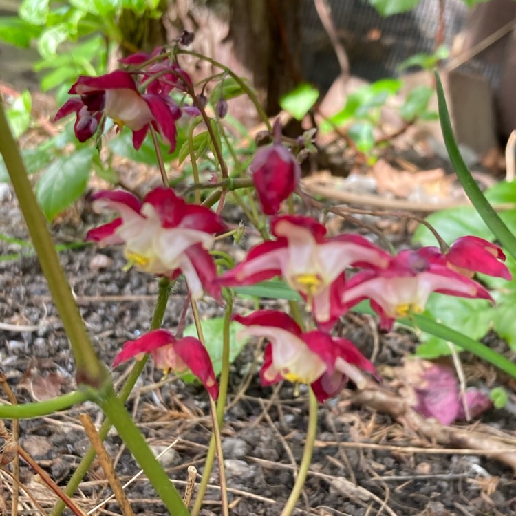 plant image 1703239 plant image 1703239