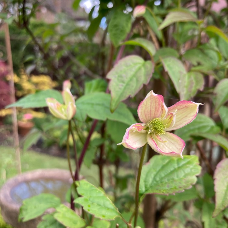 plant image 1706254 plant image 1706254
