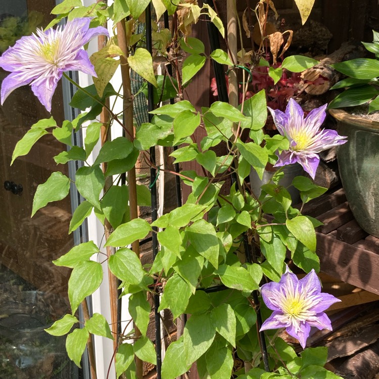 plant image 1709648 plant image 1709648