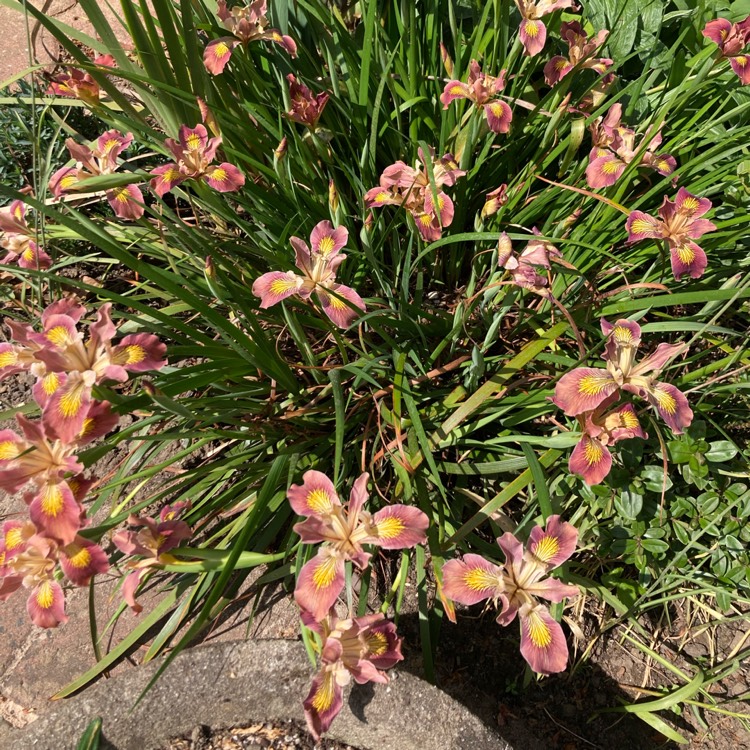 plant image 1709877 plant image 1709877
