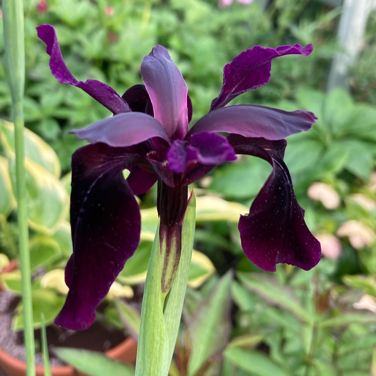 plant image 1710159 plant image 1710159