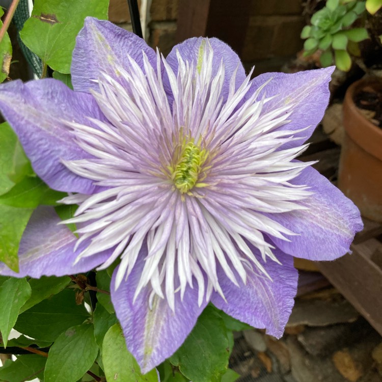 plant image 1710990 plant image 1710990
