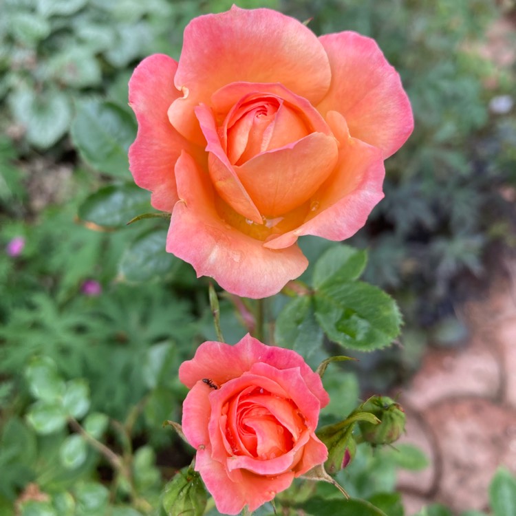 plant image 1711304 plant image 1711304
