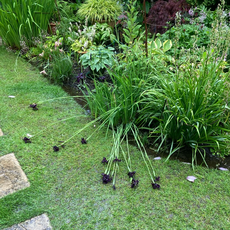 plant image 1711581 plant image 1711581