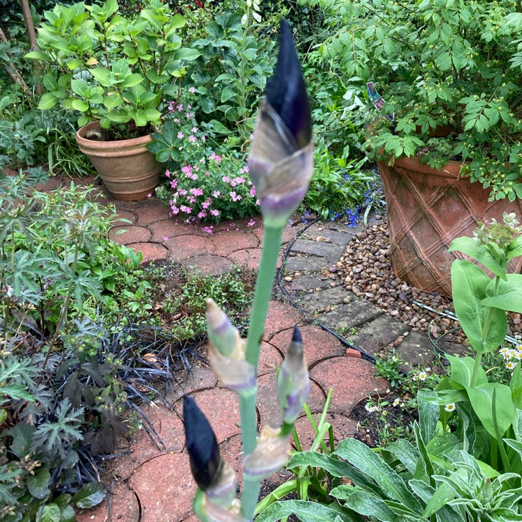 plant image 1711699 plant image 1711699