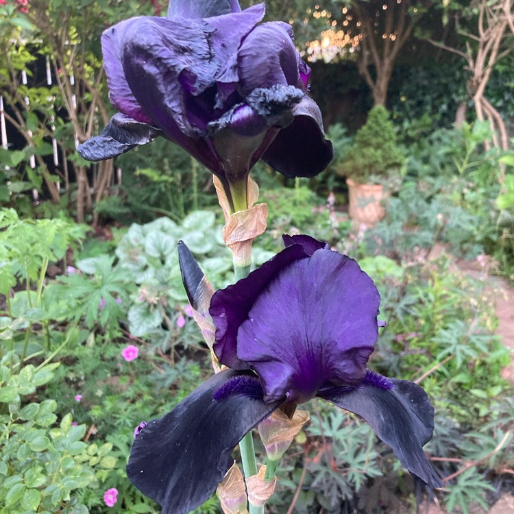 plant image 1713445 plant image 1713445