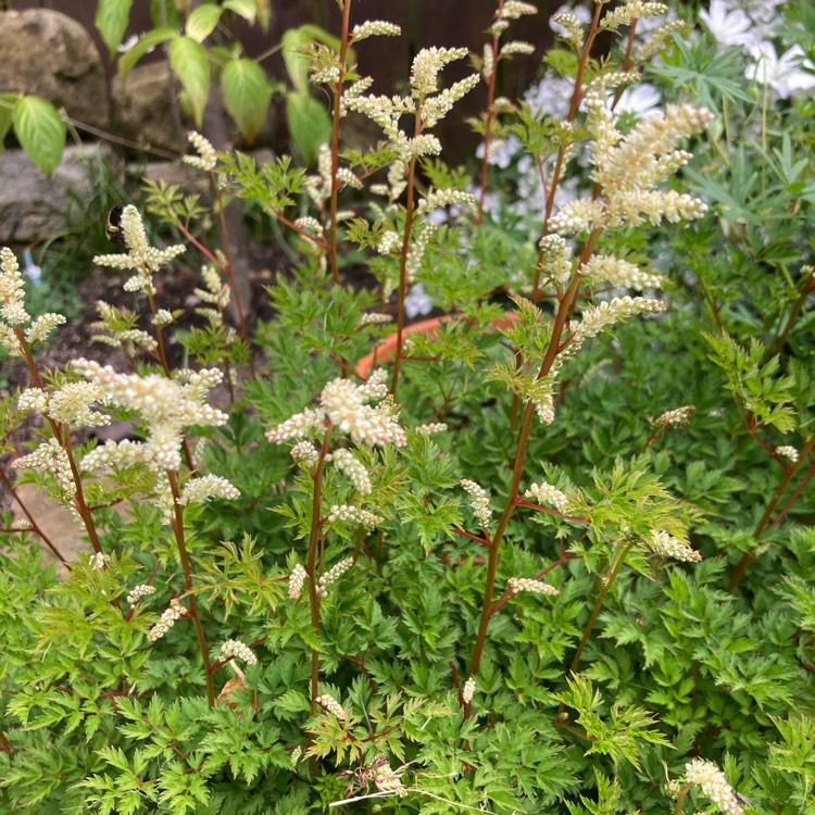 Plant image Aruncus aethusifolius syn. Aruncus dioicus var. aethusifolius