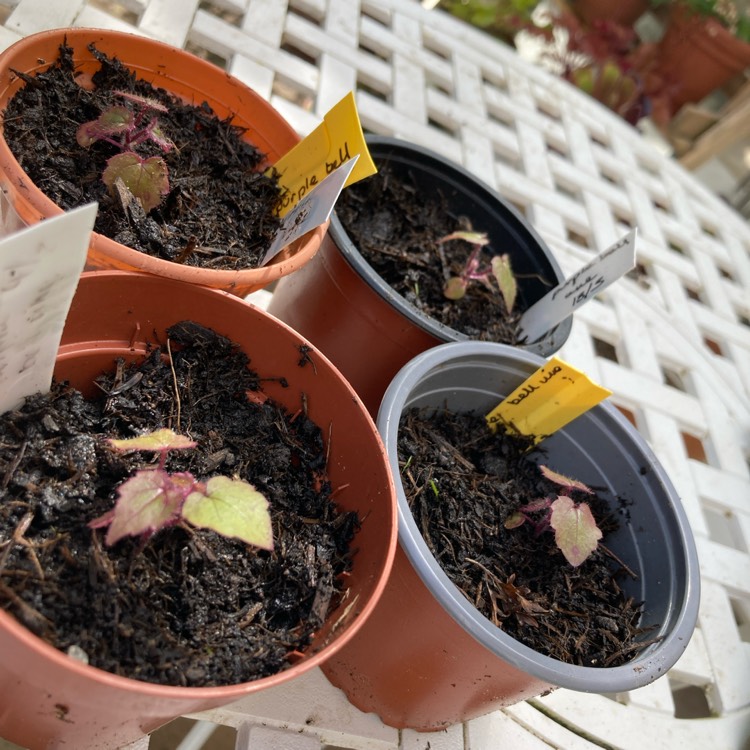 plant image 1713460 plant image 1713460