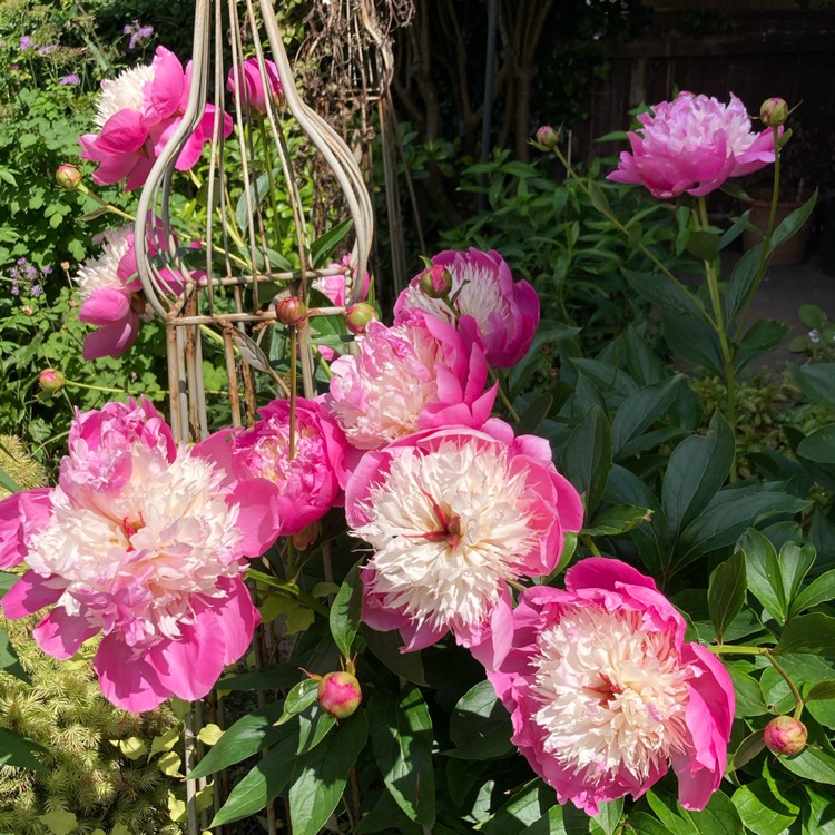 plant image 1713938 plant image 1713938