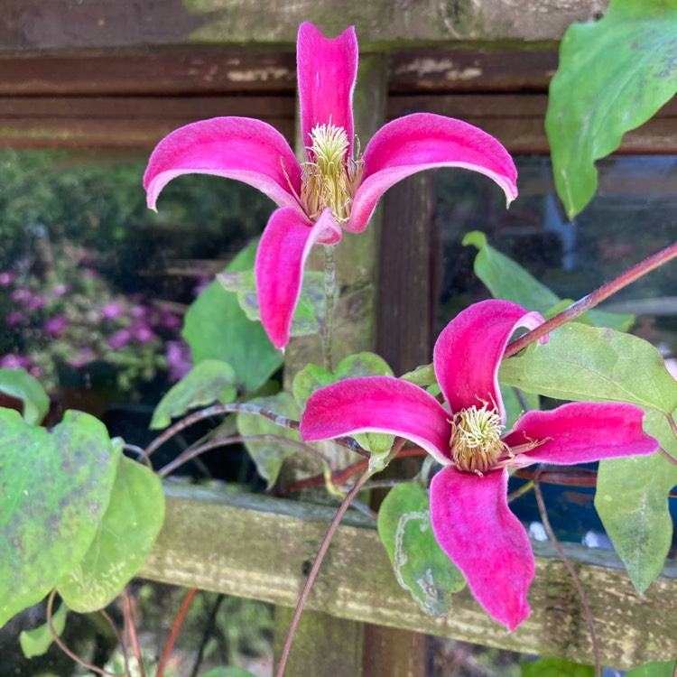 Plant image Clematis 'Princess Diana'