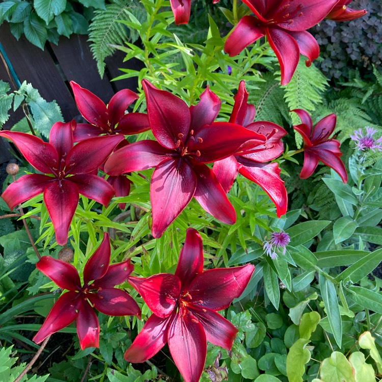 plant image 1718103 plant image 1718103