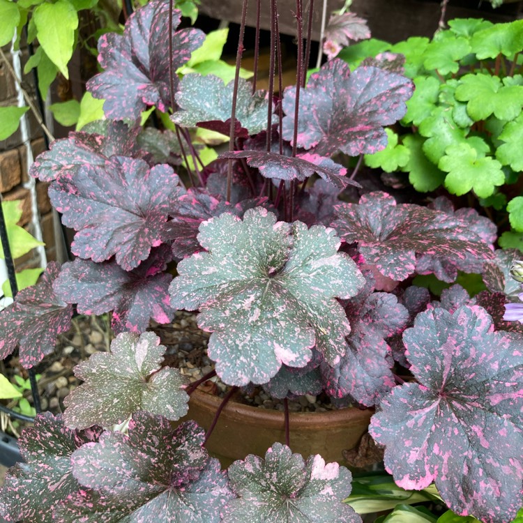 Plant image Heuchera 'Midnight Rose'
