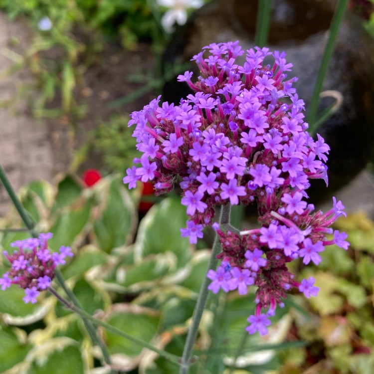 plant image 1721720 plant image 1721720