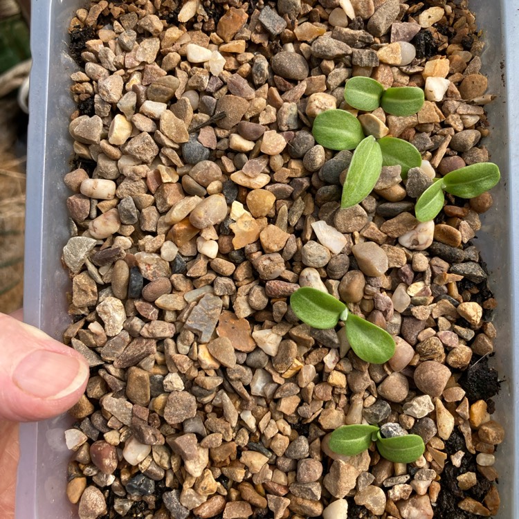 plant image 1723283
