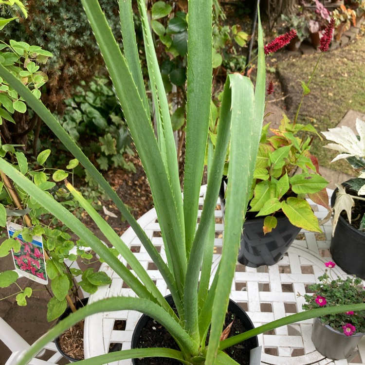 Plant image Eryngium pandanifolium