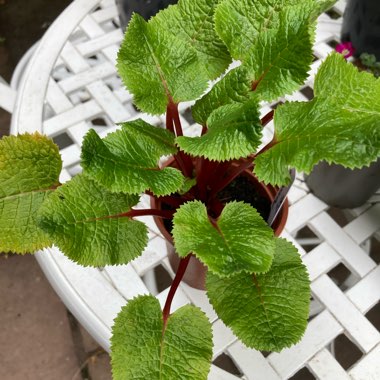 Primula florindae 'Red Shades'