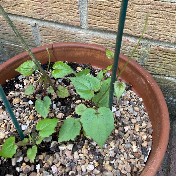 plant image 1724402 plant image 1724402
