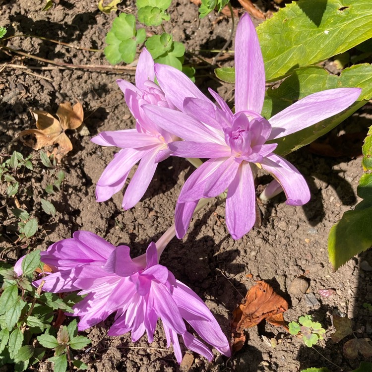 plant image 1724940 plant image 1724940