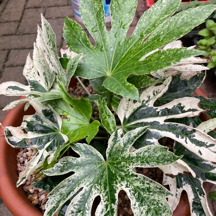 plant image 1726551 plant image 1726551